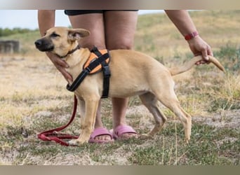 Freya – freundliche Junghündin sucht liebevolles Zuhause