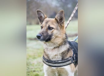 Zsalya -SI, liebe und aktive Hündin sucht Rasseliebhaber