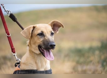 Freya – freundliche Junghündin sucht liebevolles Zuhause