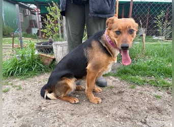 Madeleine KK, fröhliche Hündin sucht Bauchkrauler