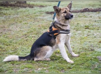 Zsalya -SI, liebe und aktive Hündin sucht Rasseliebhaber