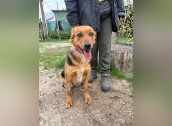 Madeleine KK, fröhliche Hündin sucht Bauchkrauler