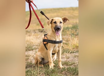 Freya – freundliche Junghündin sucht liebevolles Zuhause