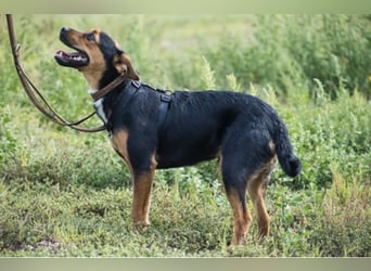 Lali SI - vom Fundhund zum besten Freund