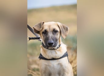 Logan – neugieriger Junghund sucht liebevolles Zuhause❤️