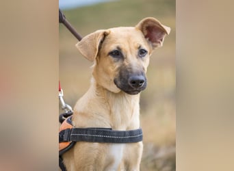 Freya – freundliche Junghündin sucht liebevolles Zuhause