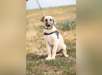 Logan – neugieriger Junghund sucht liebevolles Zuhause❤️