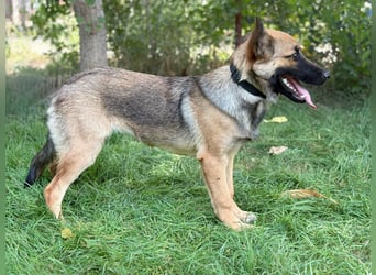 Manci KK – sucht aktive Familie