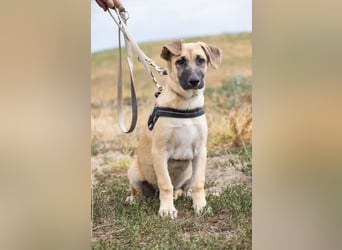 Logan – neugieriger Junghund sucht liebevolles Zuhause❤️