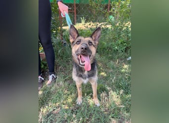 Norka KK – aktive Hündin sucht aktive Familie