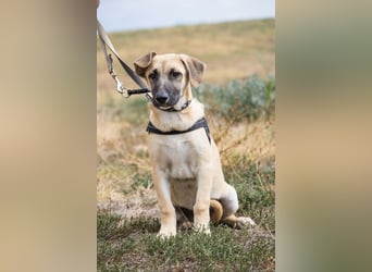 Logan – neugieriger Junghund sucht liebevolles Zuhause❤️