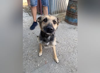 Norka KK – aktive Hündin sucht aktive Familie