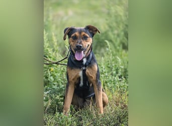 Lali SI - vom Fundhund zum besten Freund