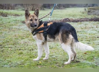 Zsalya -SI, liebe und aktive Hündin sucht Rasseliebhaber