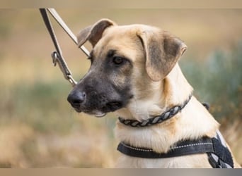 Logan – neugieriger Junghund sucht liebevolles Zuhause❤️