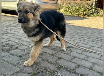 Flora, geboren 01.08.2025, 42cm sucht ihr Zuhause