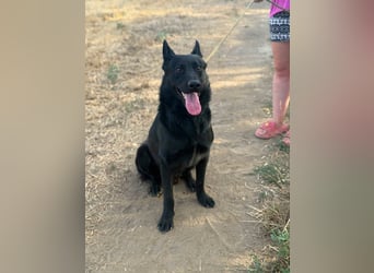 Blackie, geboren 01.03.2025, 50cm sucht seine Chance