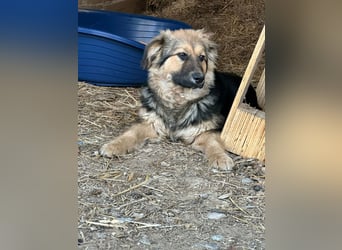 Flora, geboren 01.08.2025, 42cm sucht ihr Zuhause