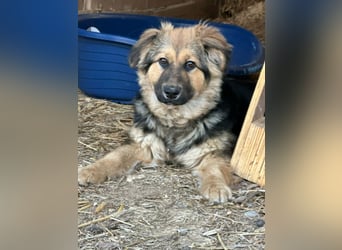 Flora, geboren 01.08.2025, 42cm sucht ihr Zuhause