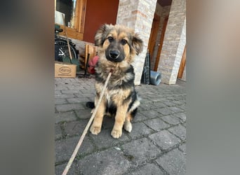 Flora, geboren 01.08.2025, 42cm sucht ihr Zuhause