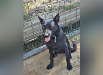 Zeus, geboren 01.10.2021, 47cm sucht einfühlsame Menschen