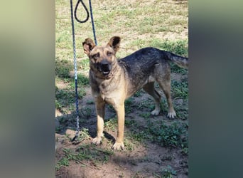 Greta, geb. 05.2021, 48cm, sucht ihr zu Hause