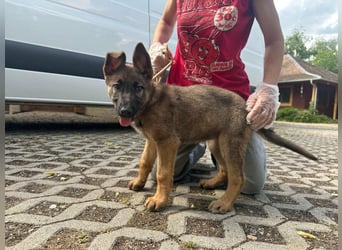 Mia, geboren 09.01.2026, 38cm sucht aktive Familie