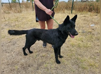 Blackie, geboren 01.03.2025, 50cm sucht seine Chance