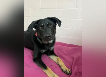 Kiba, geboren 01.07.2023, 53cm sucht neues Zuhause