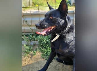 Zeus, geboren 01.10.2021, 47cm sucht einfühlsame Menschen