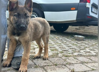 Mia, geboren 09.01.2026, 38cm sucht aktive Familie