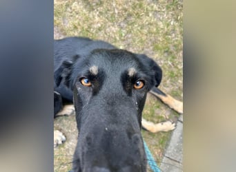 Kiba, geboren 01.07.2023, 53cm sucht neues Zuhause