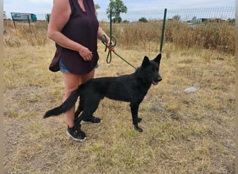 Blackie, geboren 01.03.2025, 50cm sucht seine Chance