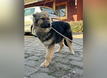 Flora, geboren 01.08.2025, 42cm sucht ihr Zuhause