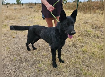 Blackie, geboren 01.03.2025, 50cm sucht seine Chance