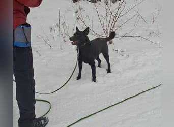 Zeus, geboren 01.10.2021, 47cm sucht einfühlsame Menschen