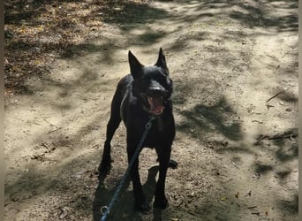 Zeus, geboren 01.10.2021, 47cm sucht einfühlsame Menschen