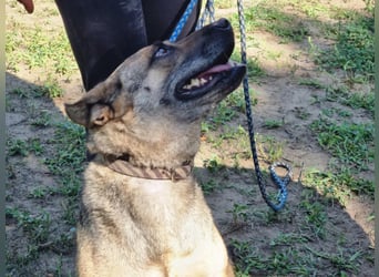 Greta, geboren 01.05.2021, 48cm sucht ihr Plätzchen