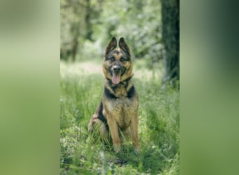 Ciklon, geboren 2022 sucht ihre Menschen