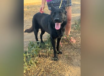 Blackie, geboren 01.03.2025, 50cm sucht seine Chance