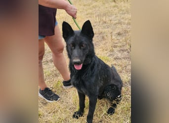 Blackie, geboren 01.03.2025, 50cm sucht seine Chance