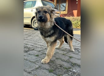 Flora, geboren 01.08.2025, 42cm sucht ihr Zuhause