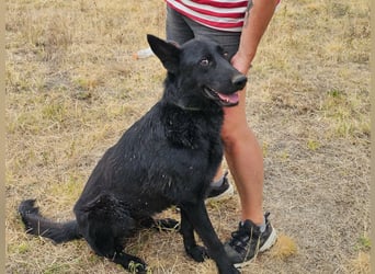 Blackie, geboren 01.03.2025, 50cm sucht seine Chance