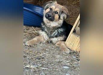 Flora, geboren 01.08.2025, 42cm sucht ihr Zuhause