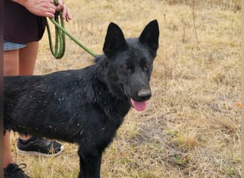 Blackie, geboren 01.03.2025, 50cm sucht seine Chance