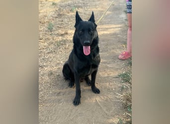 Blackie, geboren 01.03.2025, 50cm sucht seine Chance
