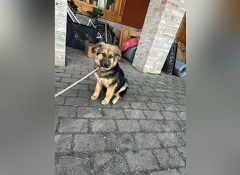 Flora, geboren 01.08.2025, 42cm sucht ihr Zuhause