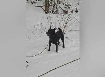 Zeus, geboren 01.10.2021, 47cm sucht einfühlsame Menschen