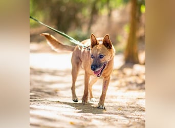 Fanny, 2 Jahre alt, 50 cm, möchte entdeckt werden