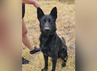 Blackie, geboren 01.03.2025, 50cm sucht seine Chance